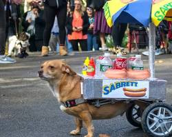 dog parade in Halloween costumesの画像