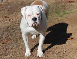 Despite their boxy looks, these dogs are quite agile and light there are american bulldog breeders located in nearly every state around the country. American Bulldog Puppies For Sale In East Haddam Connecticut Classified Americanlisted Com