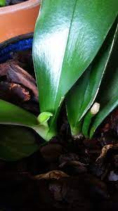 Why Are My Orchid Leaves Turning Yellow Updated 3 X2f 1 X2f 17 If Your Bottom Orchid Orchid Leaves Orchid Leaves Turning Yellow Plant Leaves Turning Yellow