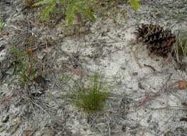 Image result for Bulbostylis pusilla