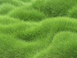 Skachat Oboi Tekstura Trava Pole Besplatno Dlya Rabochego Stola V Razreshenii 1600x1200 Kartinka 505858 Grass Textures Grass Wallpaper Textured Wallpaper