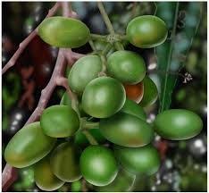 Image result for Monoon longifolium