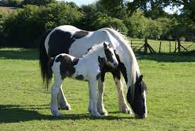 All You Need To Know About Cobs Equesure