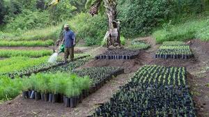 C Est Quoi Ecosia Le Moteur De Recherche Qui Plante Des Arbres In 2020 Trees To Plant Plants Tree
