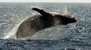Humpback whale, a baleen whale known for its elaborate courtship songs and displays. Federal Government Aims To Remove Humpback Whale From Endangered List The Star