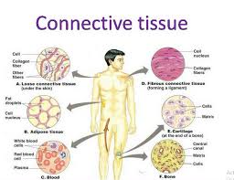 Connective Tissue Types Examples And Functions Laboratoryinfo Com