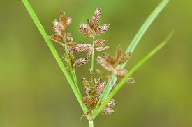 Image result for Cyperus diurensis