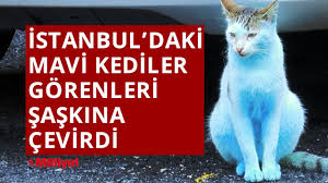 Istanbul Sokaklarinda Gezinen Mavi Kediler Gorenleri Saskina Cevirdi Youtube