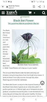 Is Tacca Chantrieri Poisonous To Cats 721568 Ask Extension