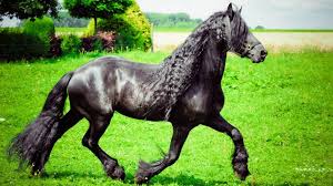 Check spelling or type a new query. The Friesian Horse Breed Facts Color And Temperament
