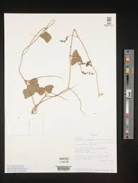 Image result for Rhynchosia tricuspidata