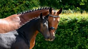 images?q=tbn:ANd9GcRI8_pAaBPMLrzKIixnQqjTt2DsXfVWoFQjEg&s