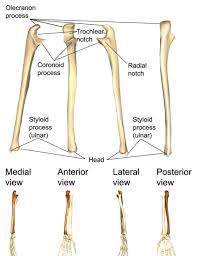 Bones together, flat and asymmetric. 6 The Appendicular Skeleton Medicine Libretexts