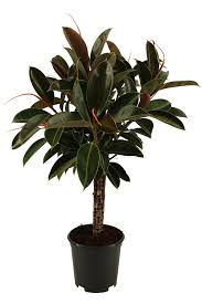 We did not find results for: Ficus Elastica Melany Florastore