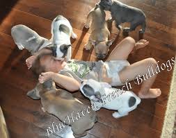 The french bulldog is a sturdy, compact, stocky little dog, with a large square head that has a rounded forehead. At What Age Do French Bulldog Puppies Ears Stand Up Straight Bluehaven French Bulldogsbluehaven French Bulldogs