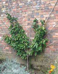 Multibuy any 2+ for £13.00 £16.00 each. 3 Ways To Train Fruit Trees