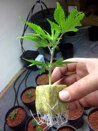 From the beginning grower to the advanced. Picture Guide To Cloning Marijuana Grow Weed Easy