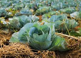 Cabbage worms don't only eat cabbage. Growing Cabbage Planting Growing And Harvesting Cabbages The Old Farmer S Almanac