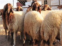 بعد تقسيم الأضحية أثلاث ا فسد ثلث الفقراء فماذا أفعل الإ مصراوى