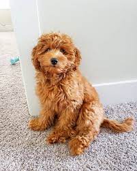 Best Mini Goldendoodle Generation F1 F1b F2 F2b F3 13 In 2020 Mini Goldendoodle Super Cute Puppies Goldendoodle Puppy
