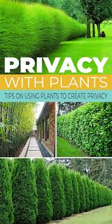 It can take years to cover a fence but providing solid, hardy evergreen. Privacy With Plants The Garden Glove