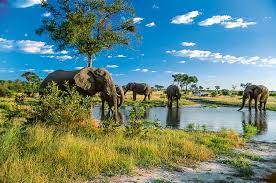Rundreisen, reisen als flugsafari, gruppenreise oder zeltsafari. Botswana Reisen Buchen Meiers Weltreisen