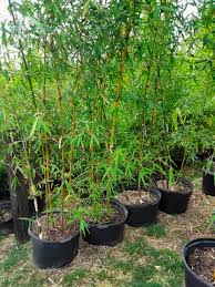 Image result for Bambusa