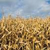 This consumption has raised concerns about whether corn is replacing more healthful foods. Https Encrypted Tbn0 Gstatic Com Images Q Tbn And9gcqfaqpk Fifinfxpay995zvtkedvu Lonplbnya8atzdo2jpykm Usqp Cau