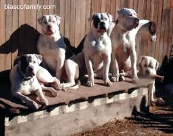 Adopt a rescue dog through petcurious. Blasco Family Bulldogs American Bulldogs Bandogges American Bulldog Breeders Bandogge Bandog Breeders