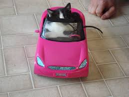 Kitty Riding In Barbie Car Cute Animal Pictures Cute Cat Barbie Car