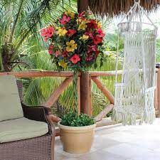 National Plant Network 2 Gal Triple Twist Braided Hibiscus Shrub Hd5026 The Home Depot Hibiscus Tree Potted Trees Hibiscus Shrub