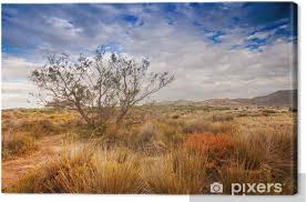 Check out tripadvisor members' 11,688 candid photos and videos of landmarks, hotels, and attractions in almeria. Leinwandbild Baum In Der Nahe Sanddunen In Der Wuste Spanien Andalusien Almeria Pixers Wir Leben Um Zu Verandern