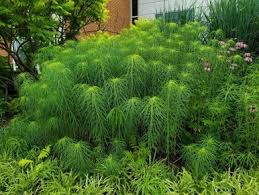 Image result for Oxyanthus biflorus