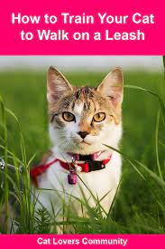 How To Train Your Cat To Walk On A Leash Cats Cat Love Quotes Cat Love