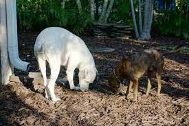 How To Stop Your Dog From Eating Mulch My Backyard Life