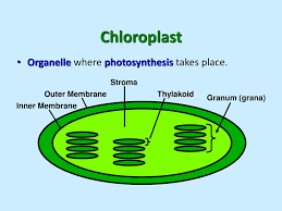 We did not find results for: I Photosynthesis Ppt Download