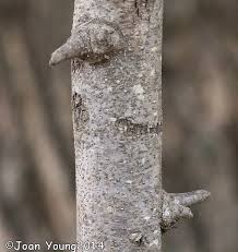 Image result for Grewia sulcata