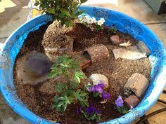 Kiddie Pool Tortoise Pen Petdiys Com Tortoise Habitat Tortoise Enclosure Tortoise Care