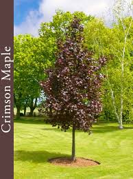 Maybe you would like to learn more about one of these? Beveridge Tree Farms Norway Maple Trees Red Maple Tree Front Yards Red Maple Tree Maple Tree Landscape
