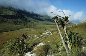 Image result for Cynanchum mulanjense