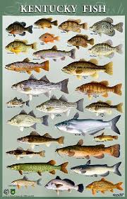 Ky Fish Fish Fish Chart Freshwater Fish