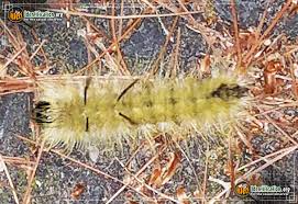 American Dagger Moth