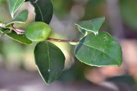 Image result for Elaeodendron croceum
