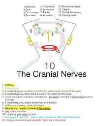 Visual Cranial Nerves Teaching Nursing Assessment Rn