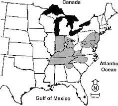 This kills off some smaller limbs which is called flagging. Geographic Distribution Of Brood X Periodical Cicadas That Emerged In Download Scientific Diagram