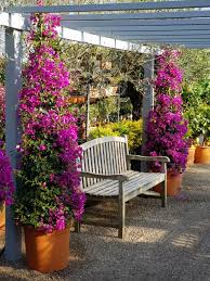 Wunderschone Bougainvillea Verleihen Dem Garten Einen Mediterranen Stil Bougainvillea Buxbaum Olivenbau Mediterraner Stil Mediterraner Garten Bougainvillea