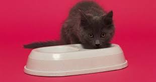 Cats most often get type ii diabetes. How To Make Healthy Homemade Cat Food Bulk For Diabetic And Non Diabetic Cats Cuteness Homemade Cat Food Dry Cat Food Kitten Food
