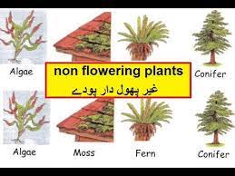 Use the pictures and the internet to find out the name of each plant you find. Science Class 5 Ptb Non Flowering Plants Lesson 10 In Urdu Youtube
