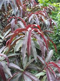 Image result for Prunus persica