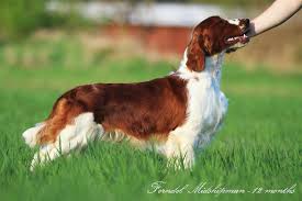 Image result for velššpringršpaněl